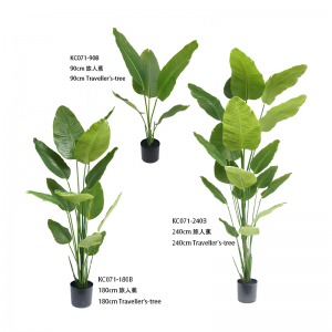 Дерево путешественников