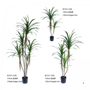 Драконовое дерево